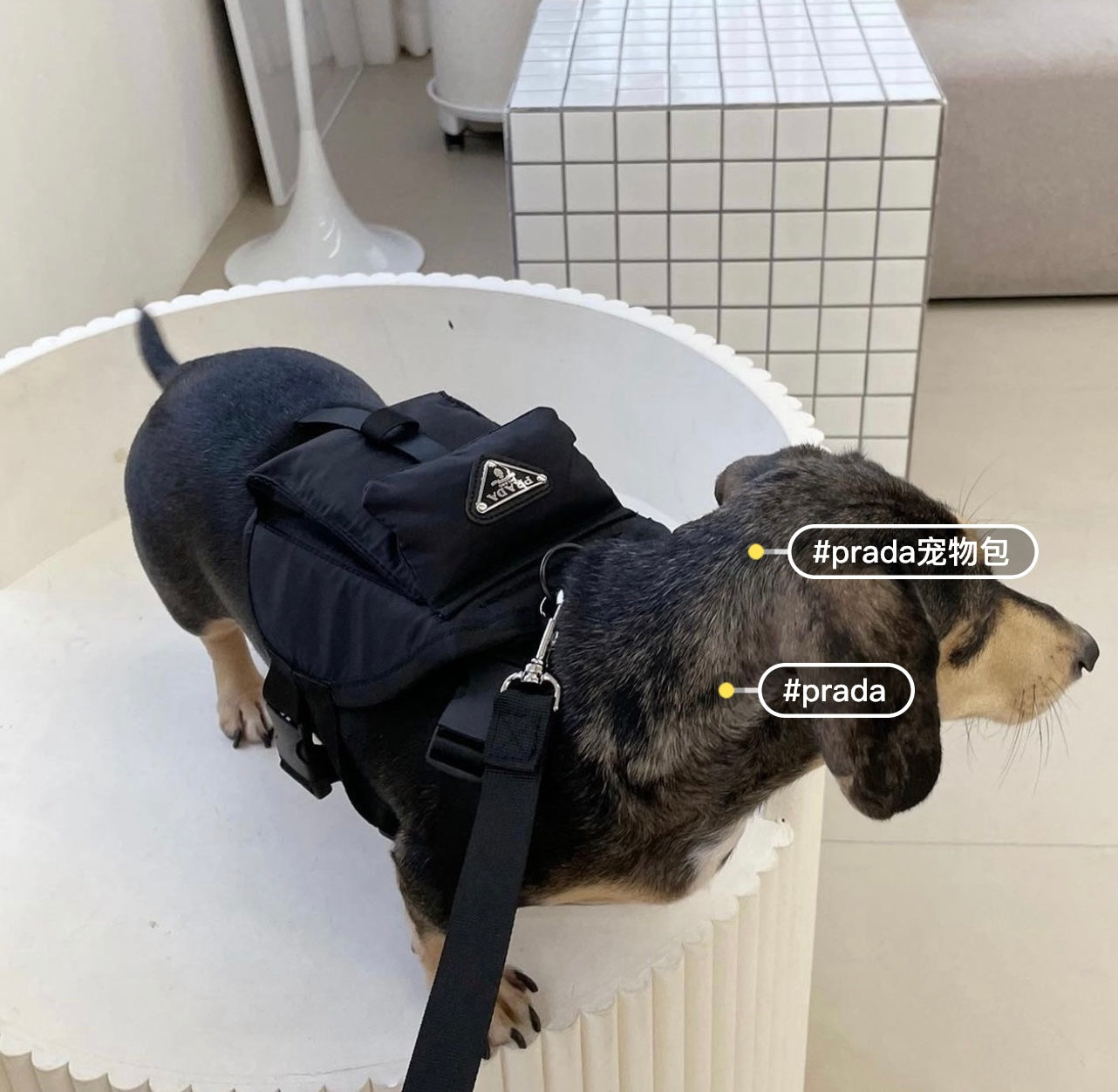 Pet Sketchy Bag