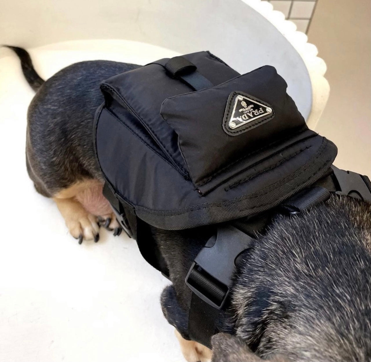 Pet Sketchy Bag