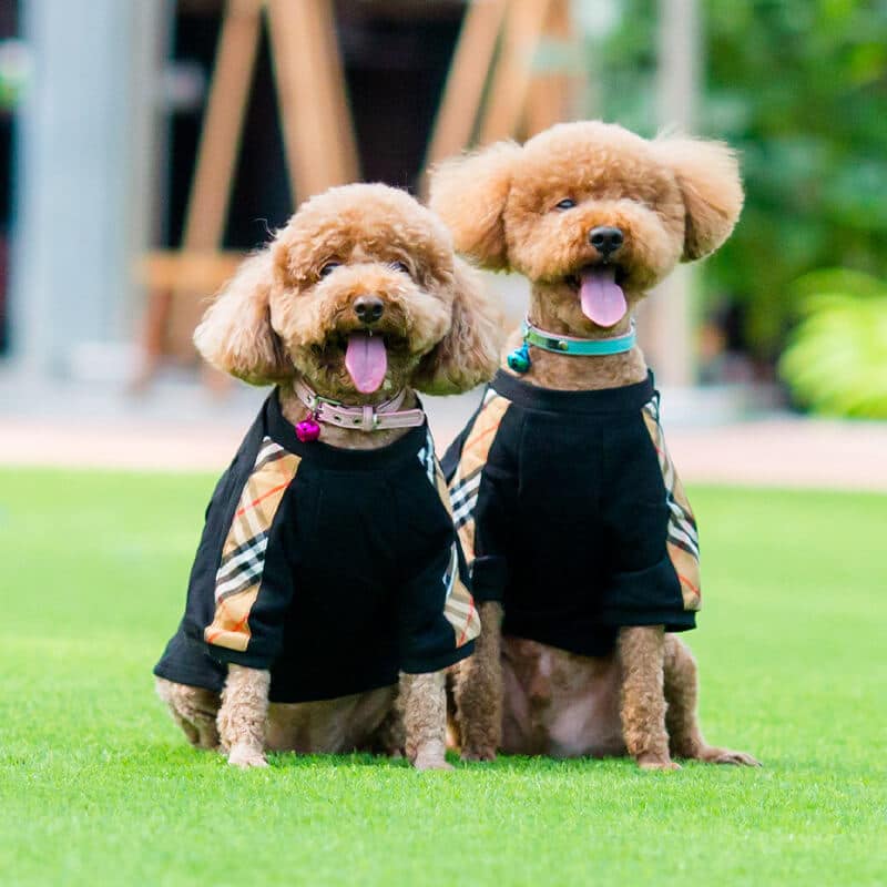Big Dog Bubbly Sweater