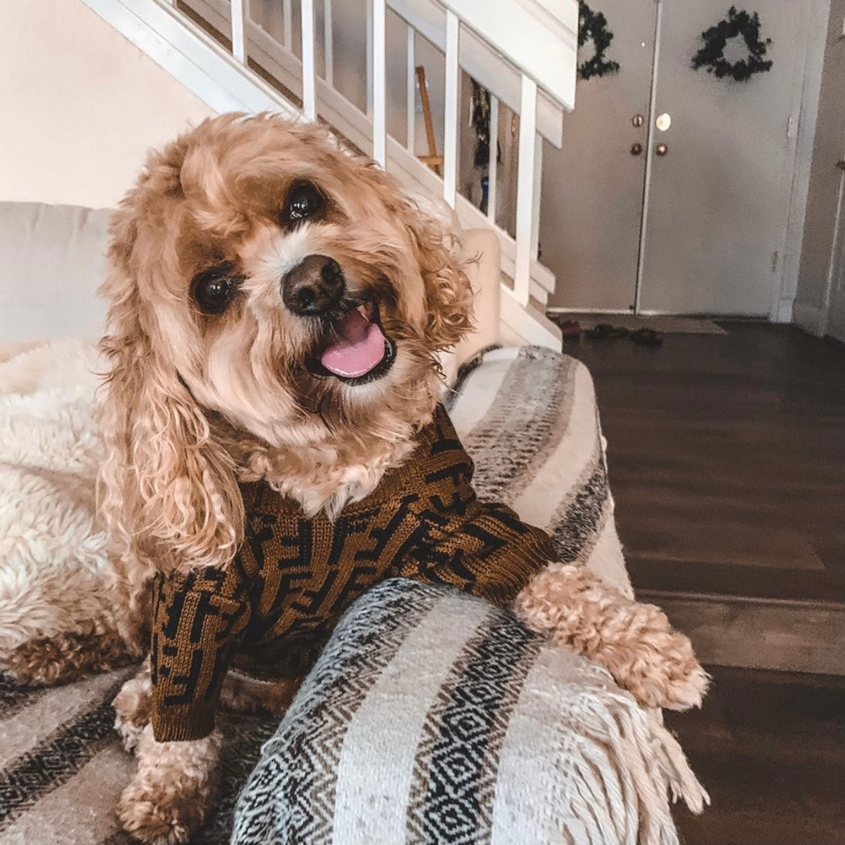 FF Fabulous Fashion Doggo Prime Sweater
