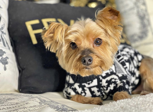 Boss Hype Fly Doggo Crisp Sweater