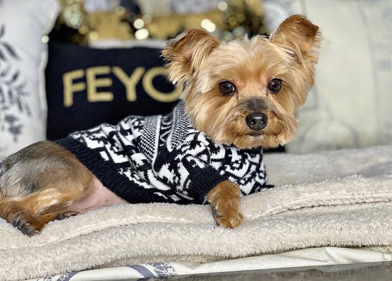 Boss Hype Fly Doggo Crisp Sweater